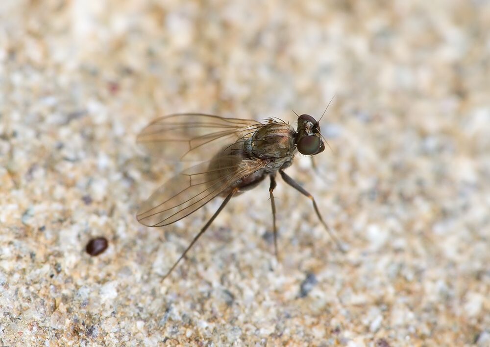 Medetera petrophiloides