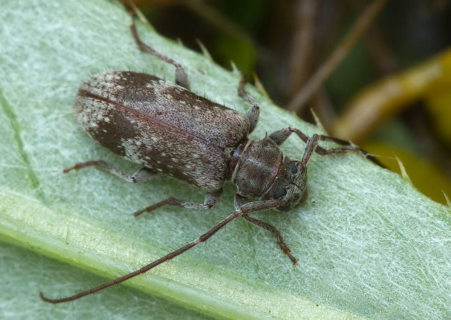Exocentrus adspersus