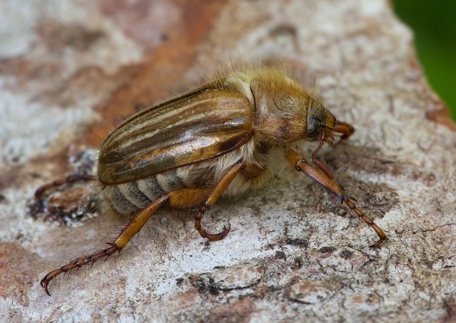 Amphimallon solstitiale