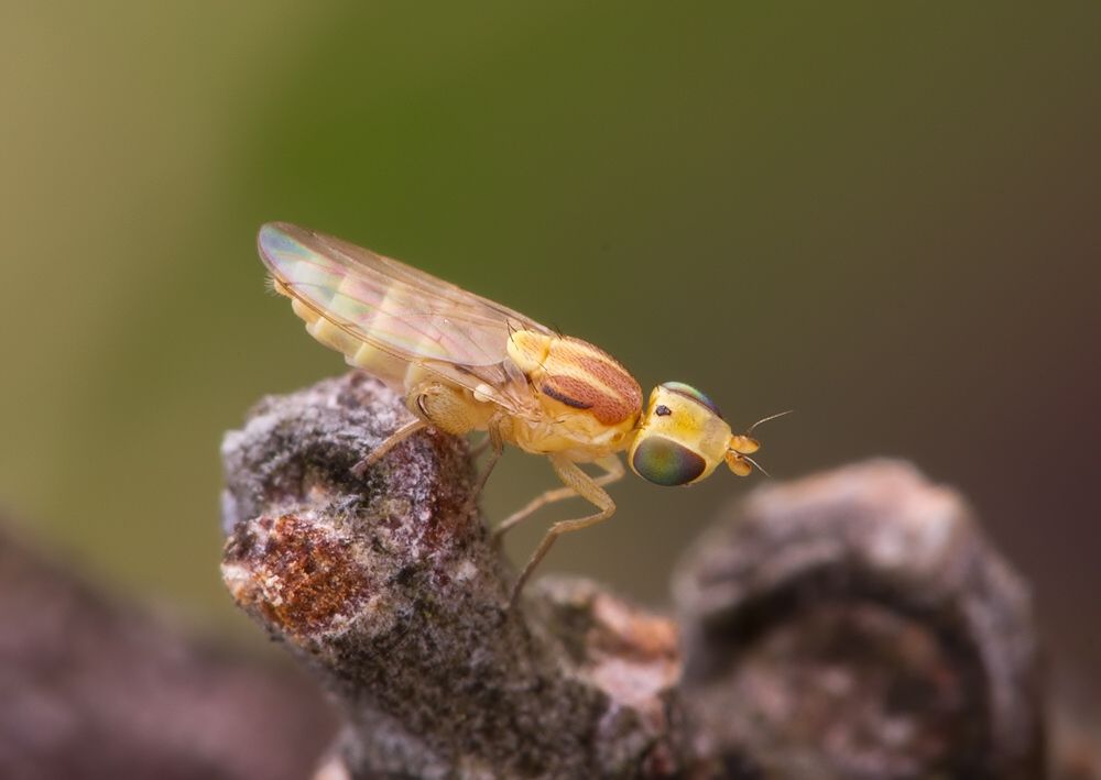Meromyza femorata