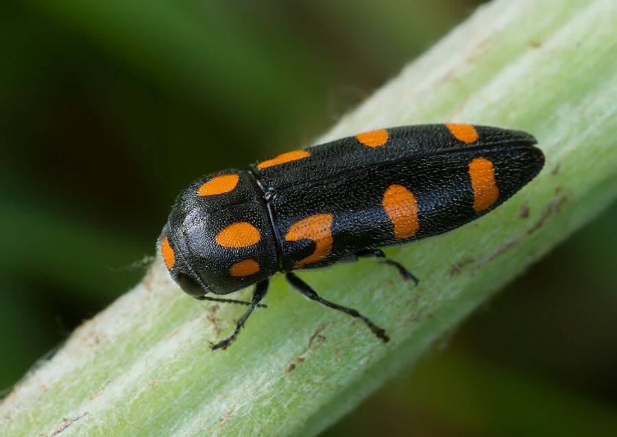 Ptosima undecimmaculata
