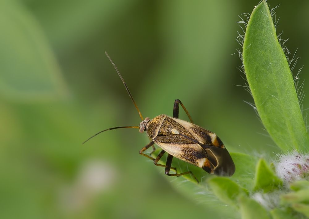 Polymerus unifasciatus cf.