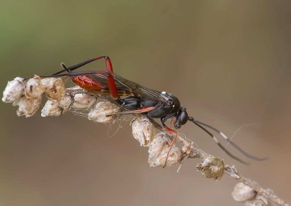 Hoplismenus bispinatorius