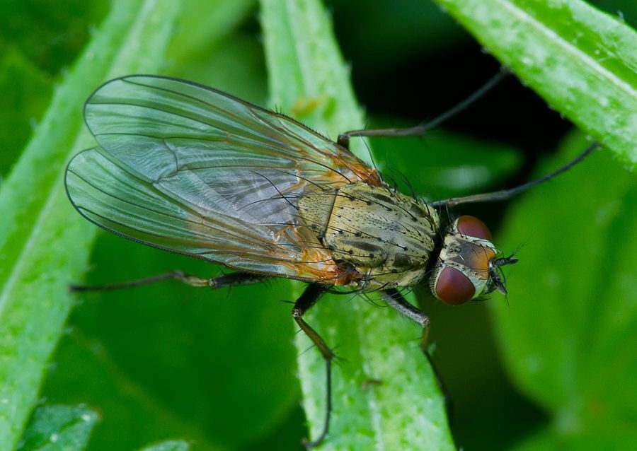 Hylemya vagans cf.