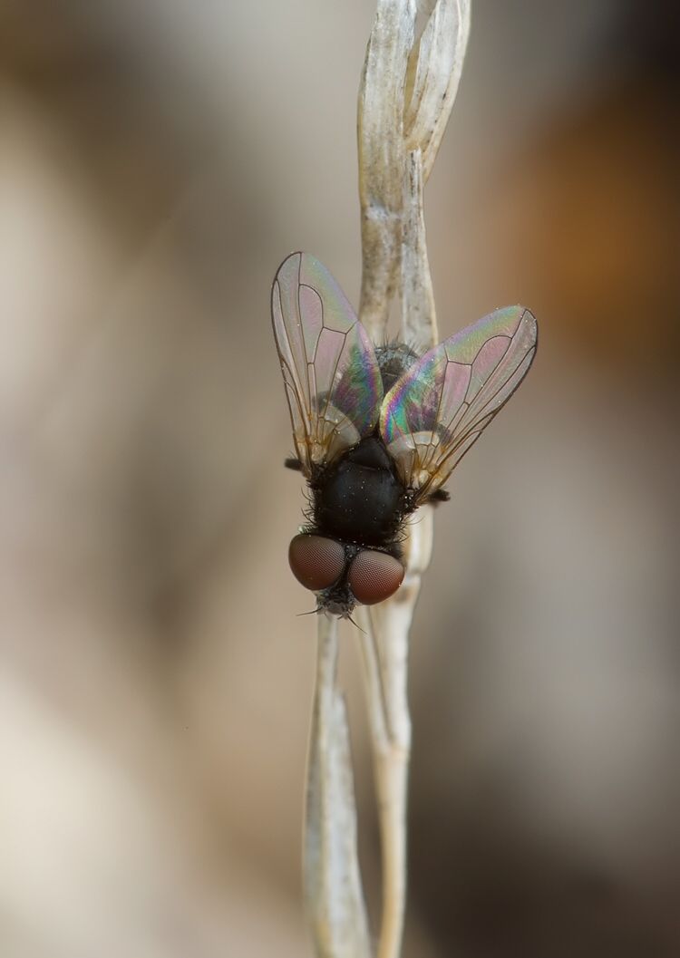 Phasia barbifrons