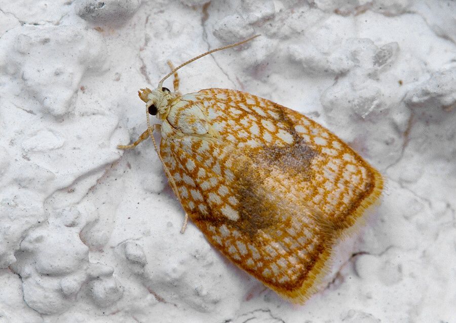 Acleris forsskaleana