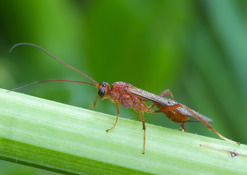 Netelia sp.