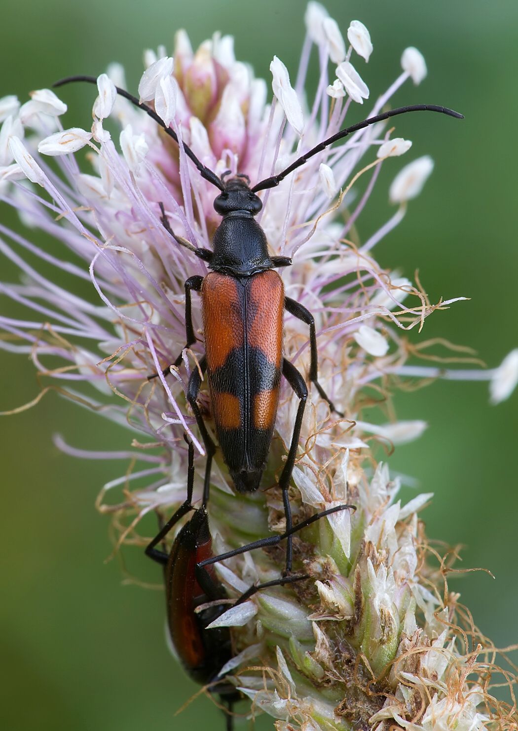 Stenurella bifasciata