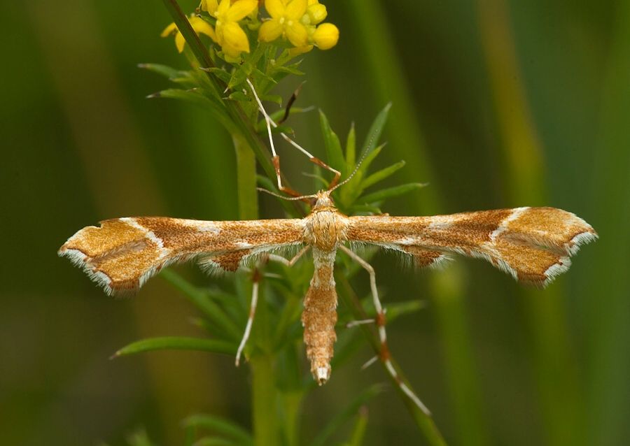 Cnaemidophorus rhododactyla