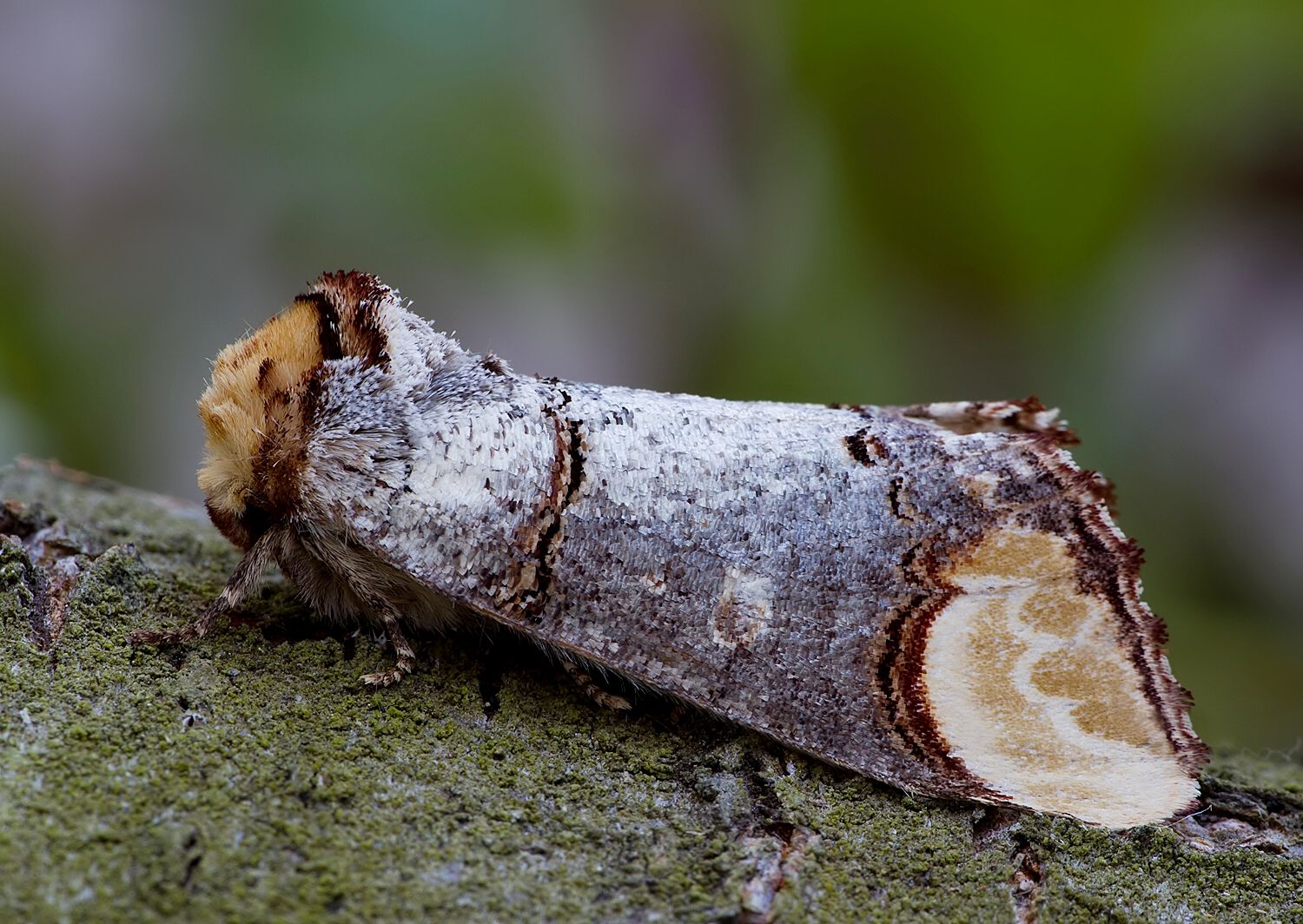 Phalera bucephala