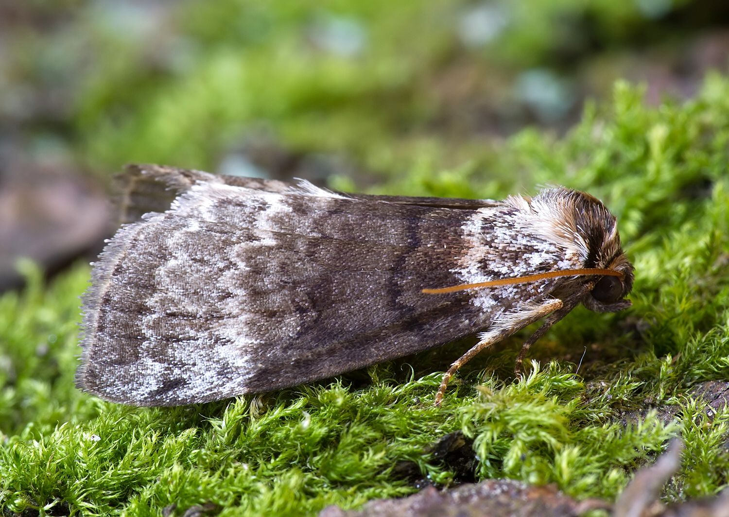 Tetheella fluctuosa