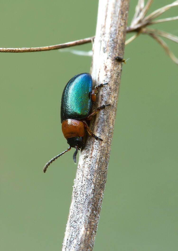 Gastrophysa polygoni