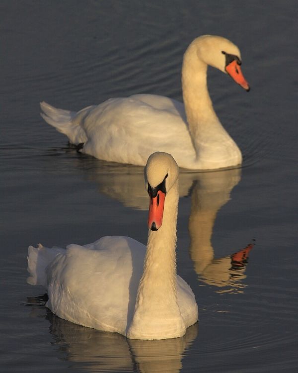 Cygnus olor (labuť veľká)