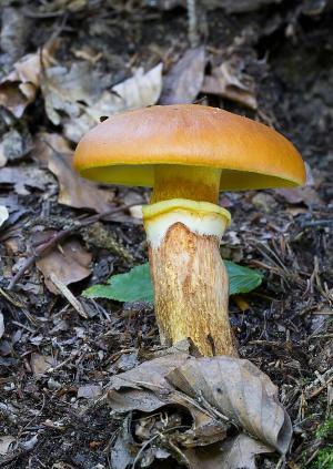 Suillus grevillei