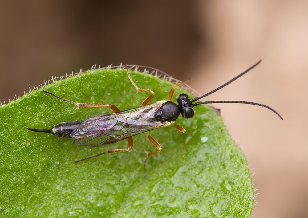 Diadegma sp.