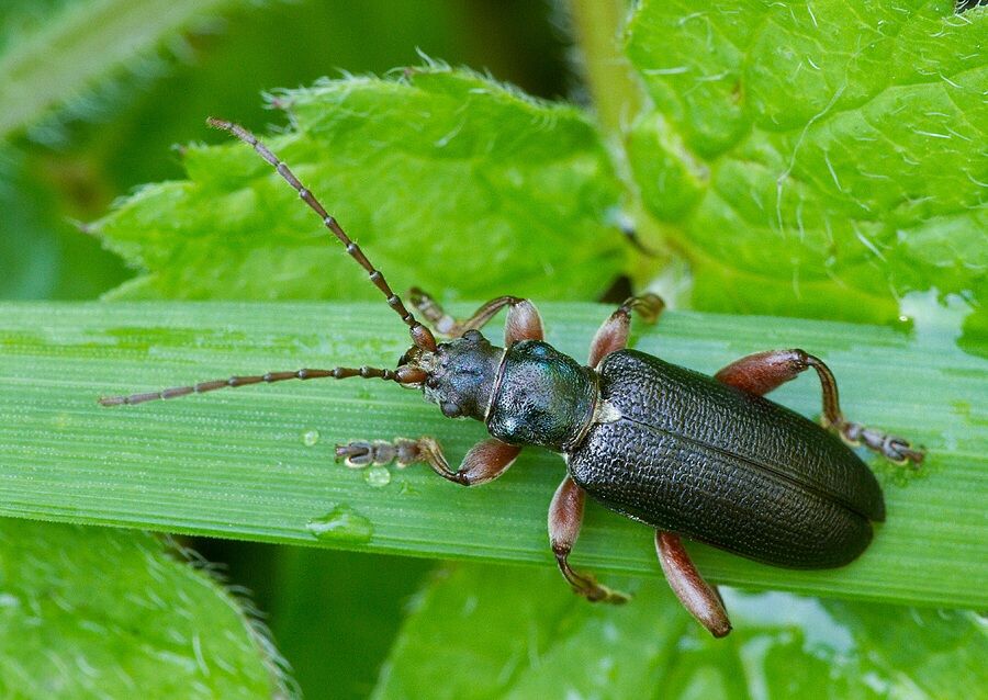 Plateumaris bracata