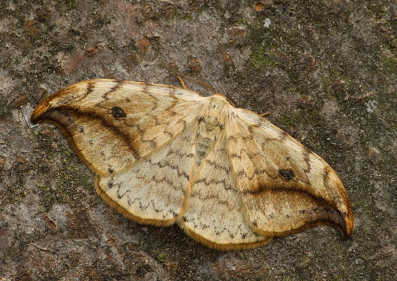 Drepana falcataria