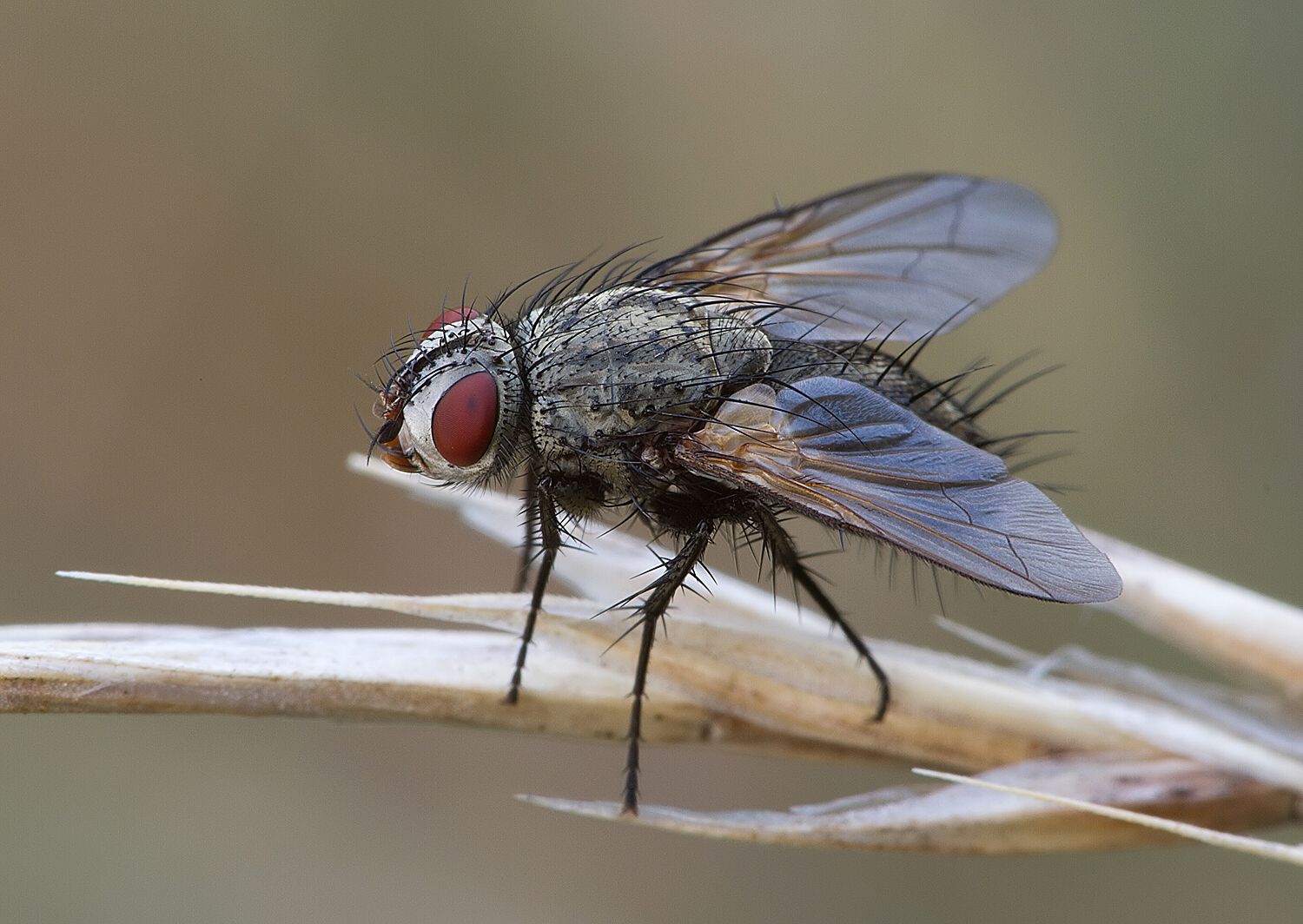 Zeuxia cinerea