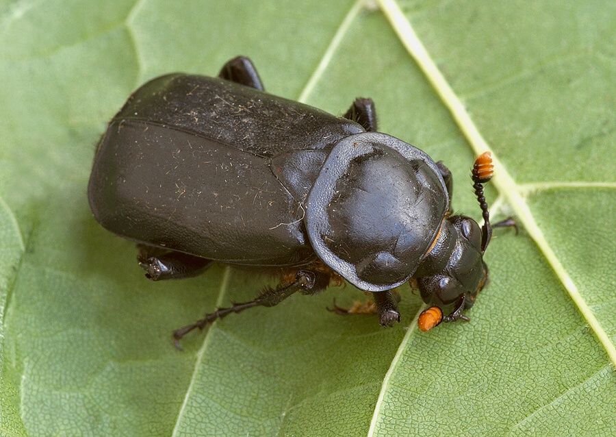 Nicrophorus humator