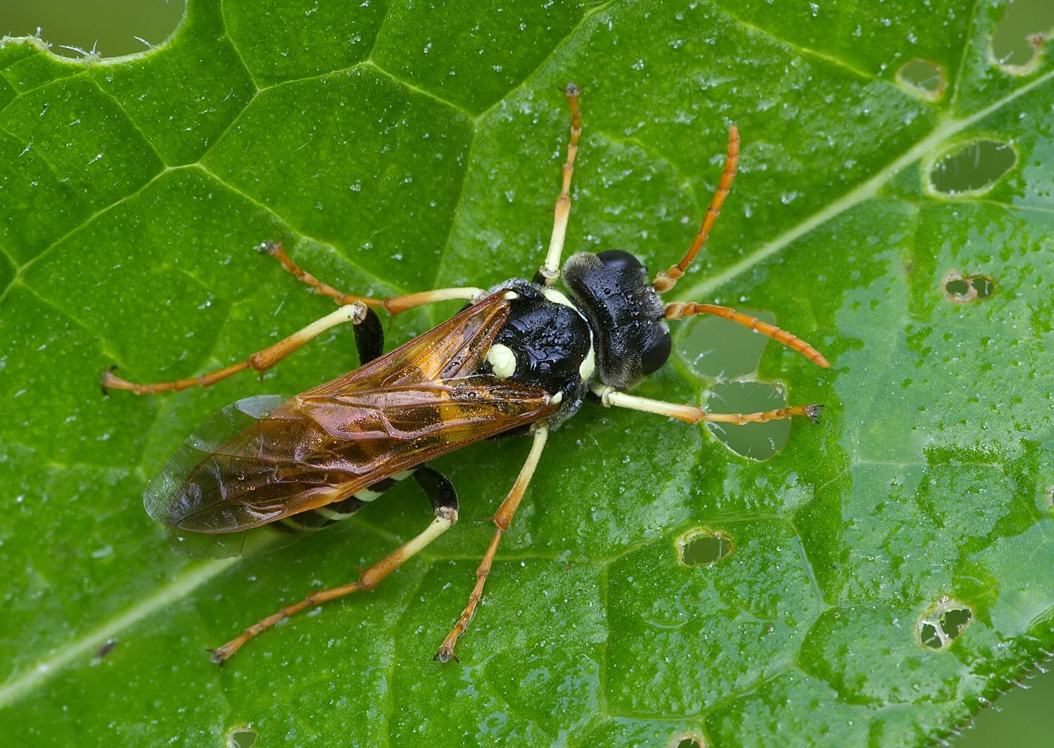 Tenthredo vespiformis