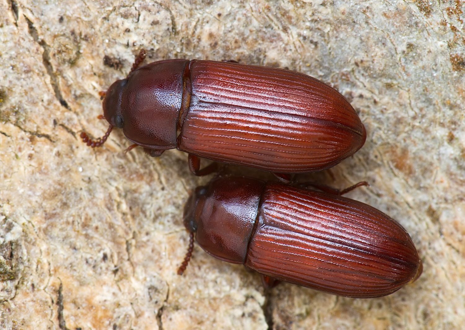 Uloma culinaris