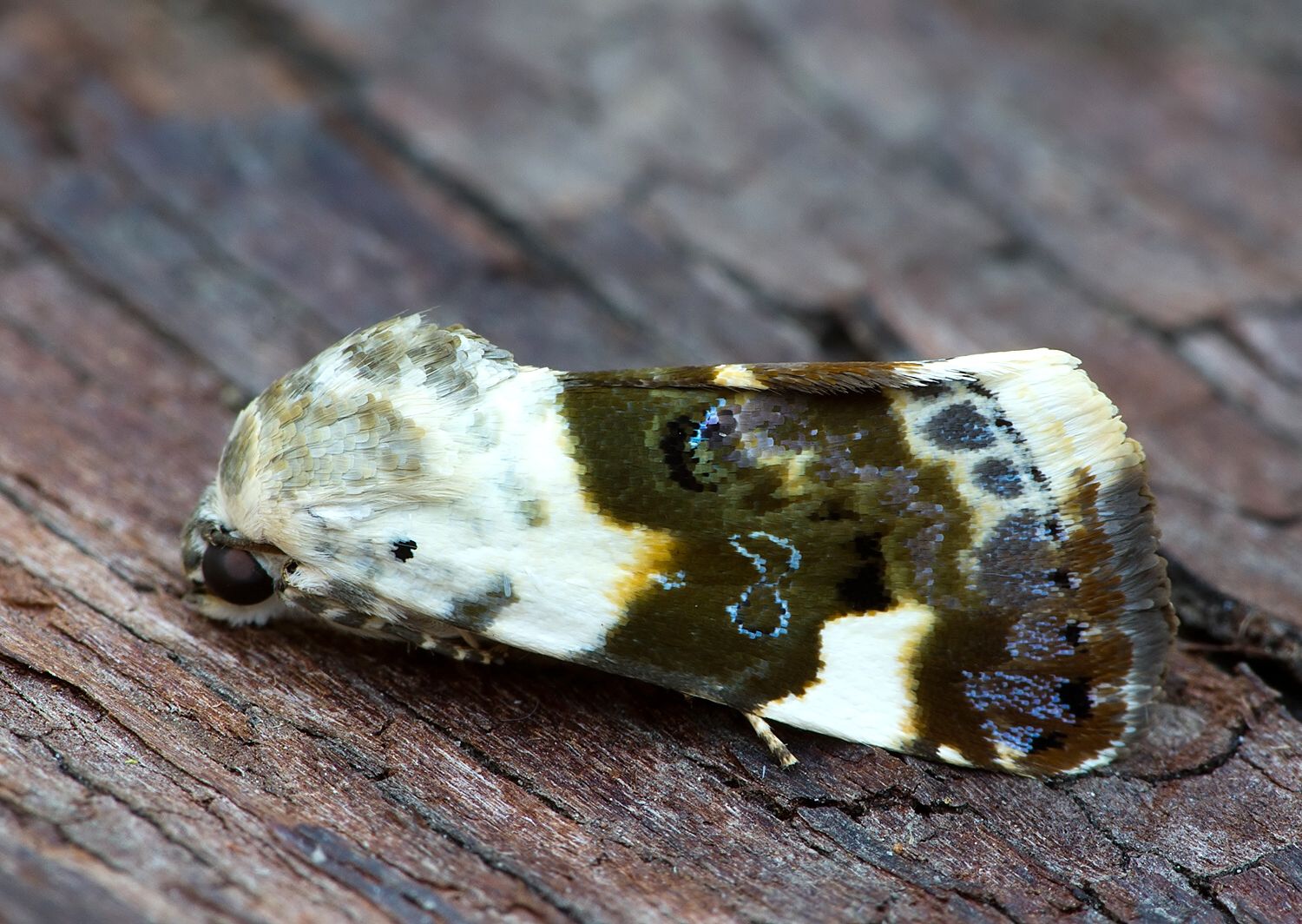 Acontia lucida