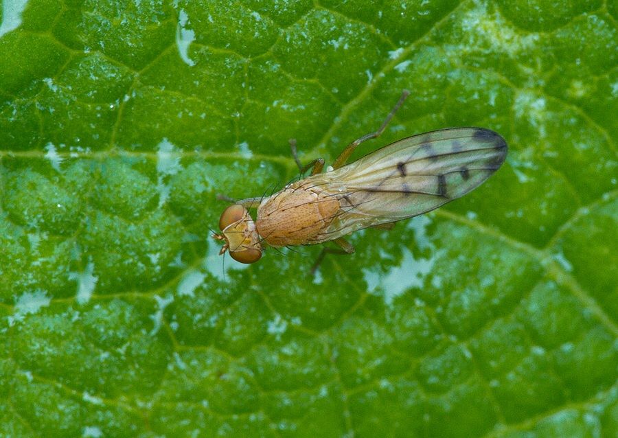 Opomyza florum