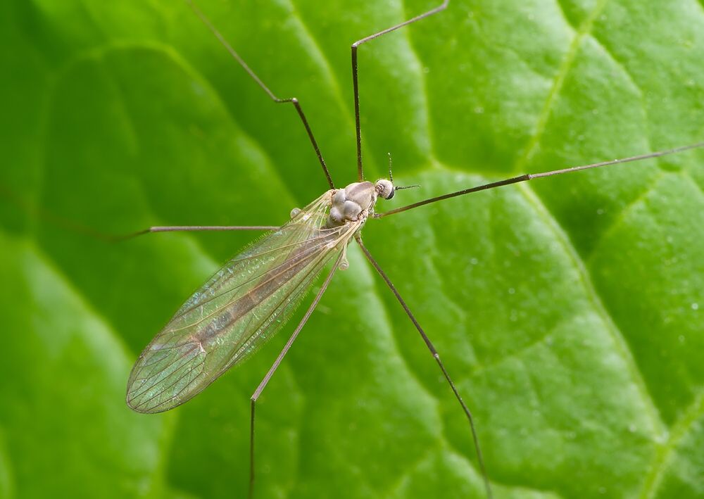 Dicranota simulans