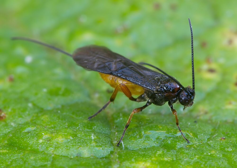 Atanycolus sp.
