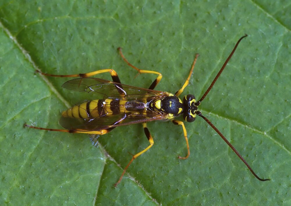 Banchus pictus