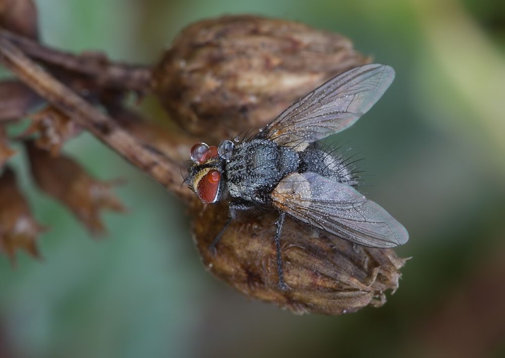 Labigastera forcipata cf.