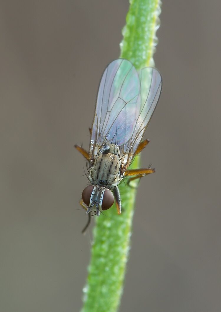 Coenosia intermedia