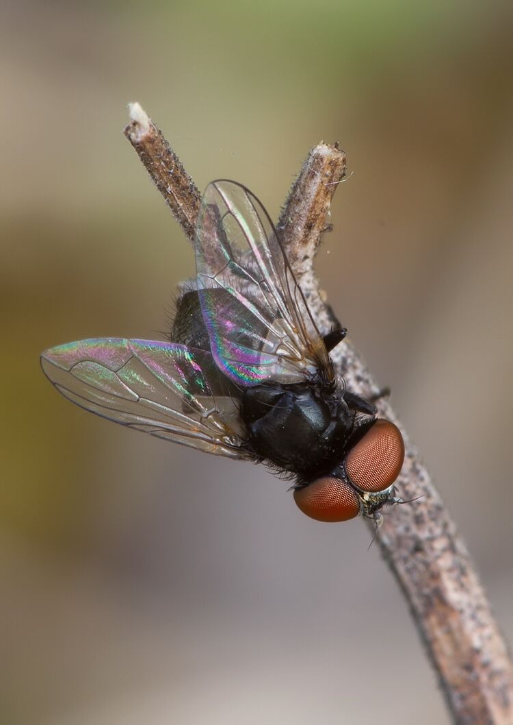 Phasia pusilla