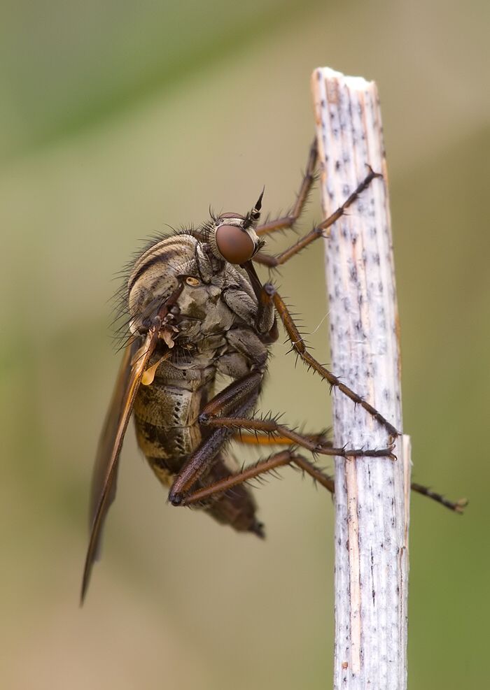 Empis tessellata