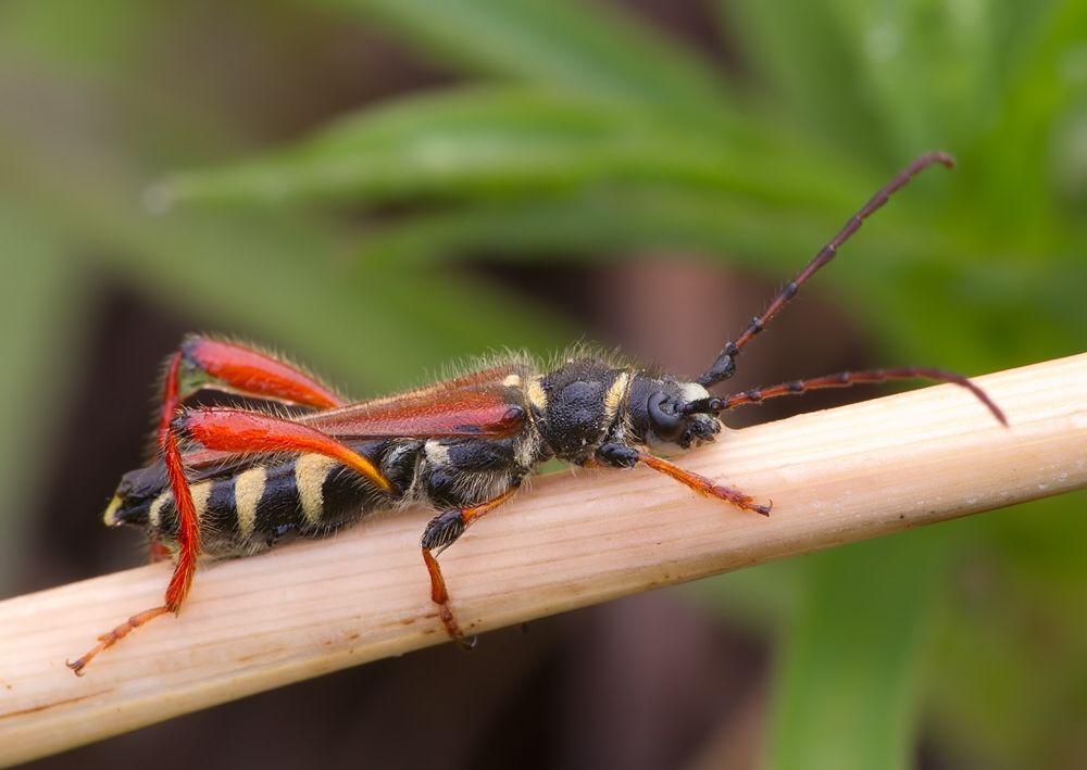Stenopterus rufus
