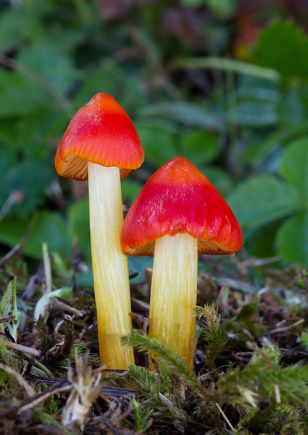 Hygrocybe sp.