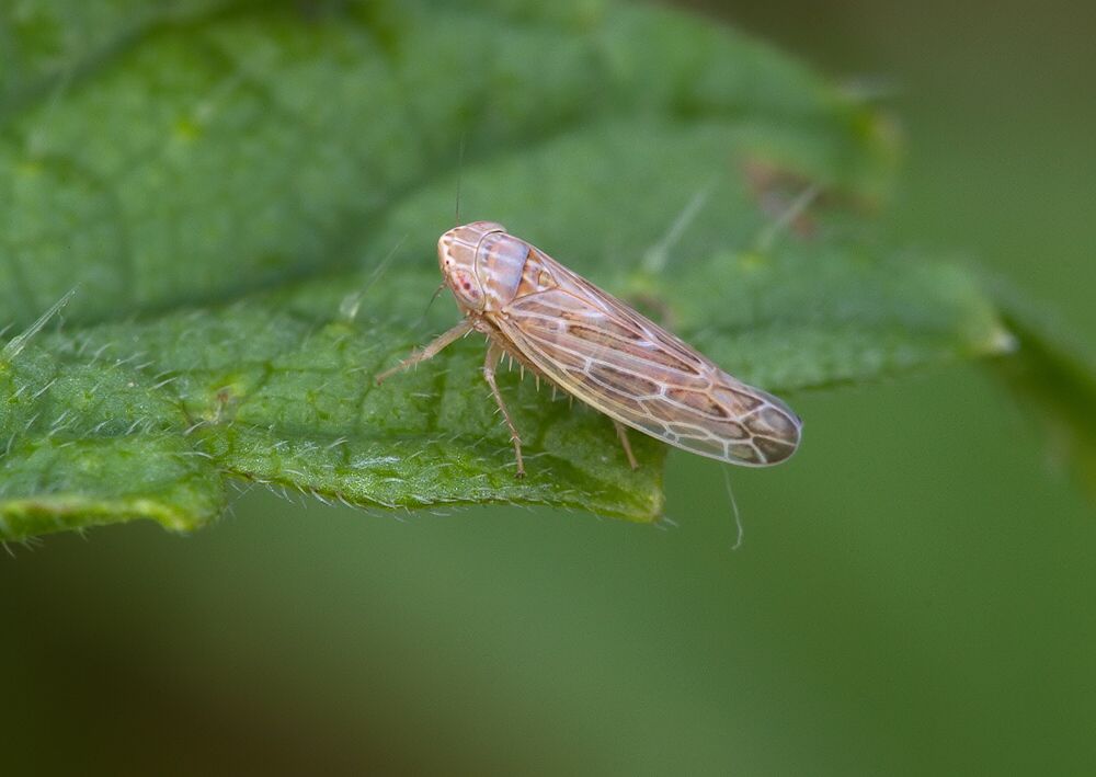 Psammotettix alienus