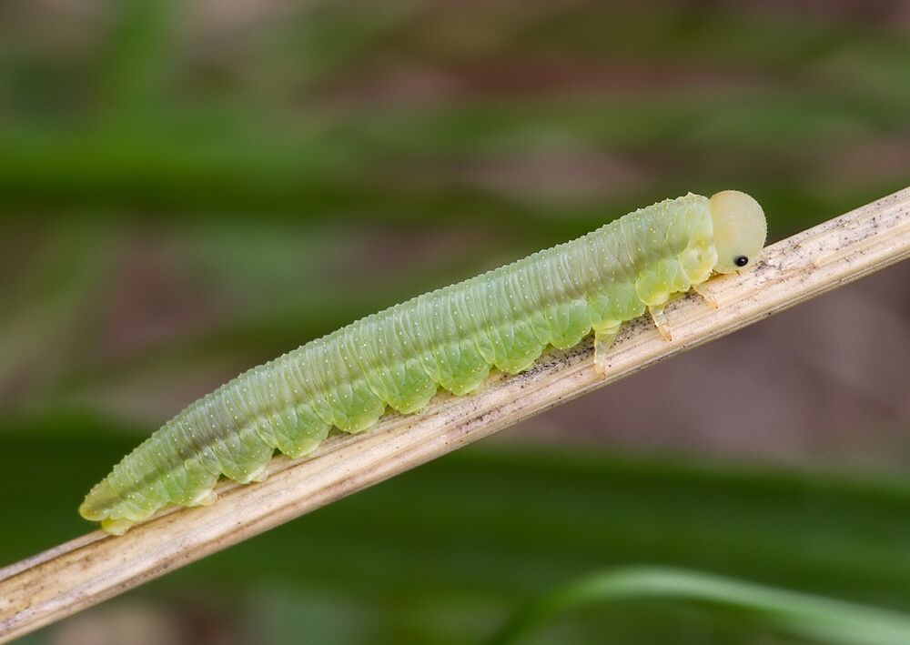 Dolerus sp.