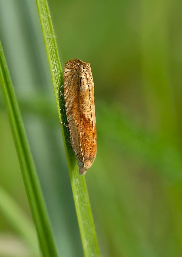 Eucosma conterminana