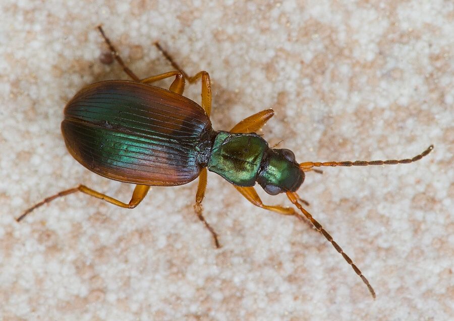 Anchomenus dorsalis