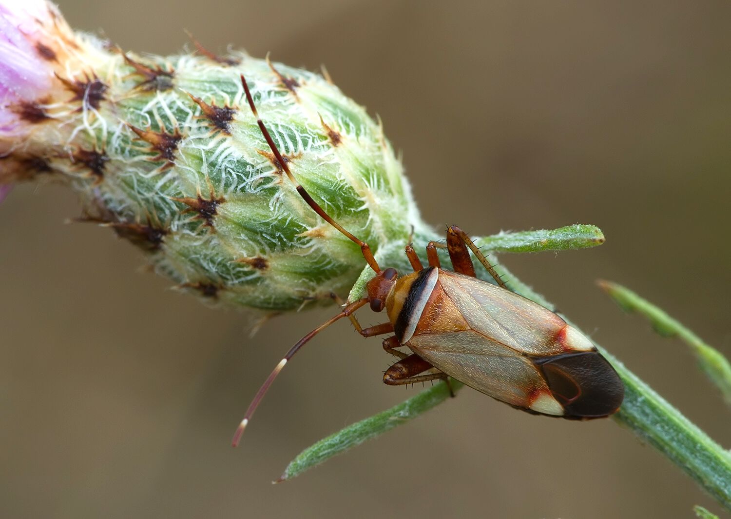 Adelphocoris vandalicus