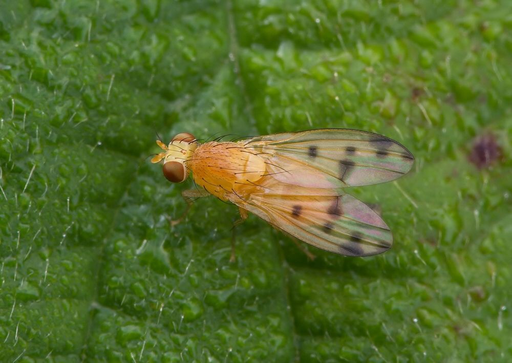 Homoneura notata