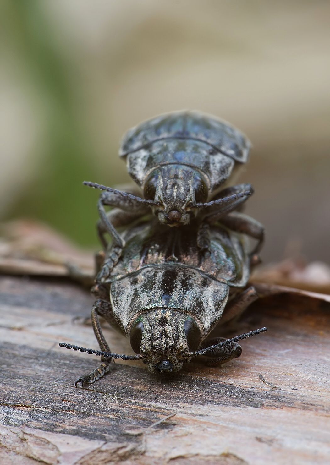 Chalcophora mariana