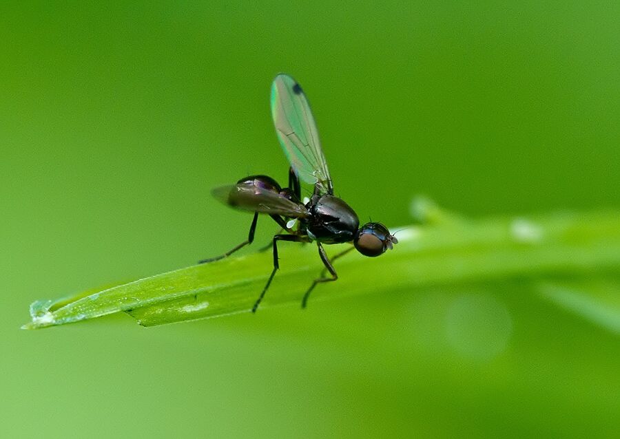 Sepsis cynipsea