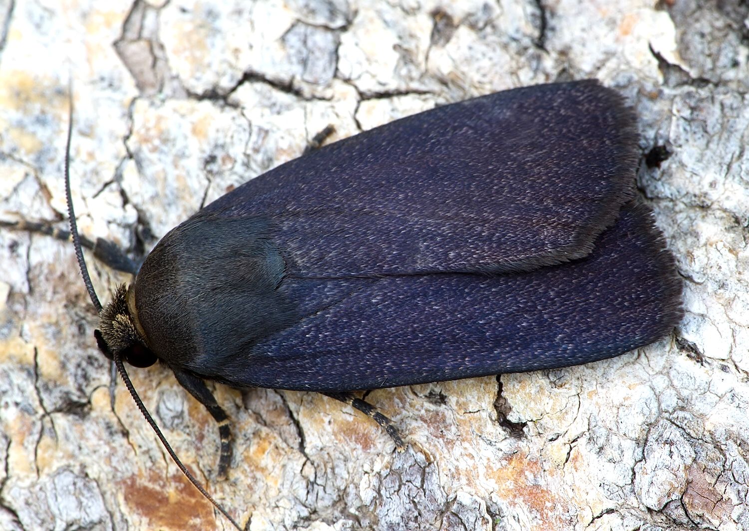 Amphipyra livida