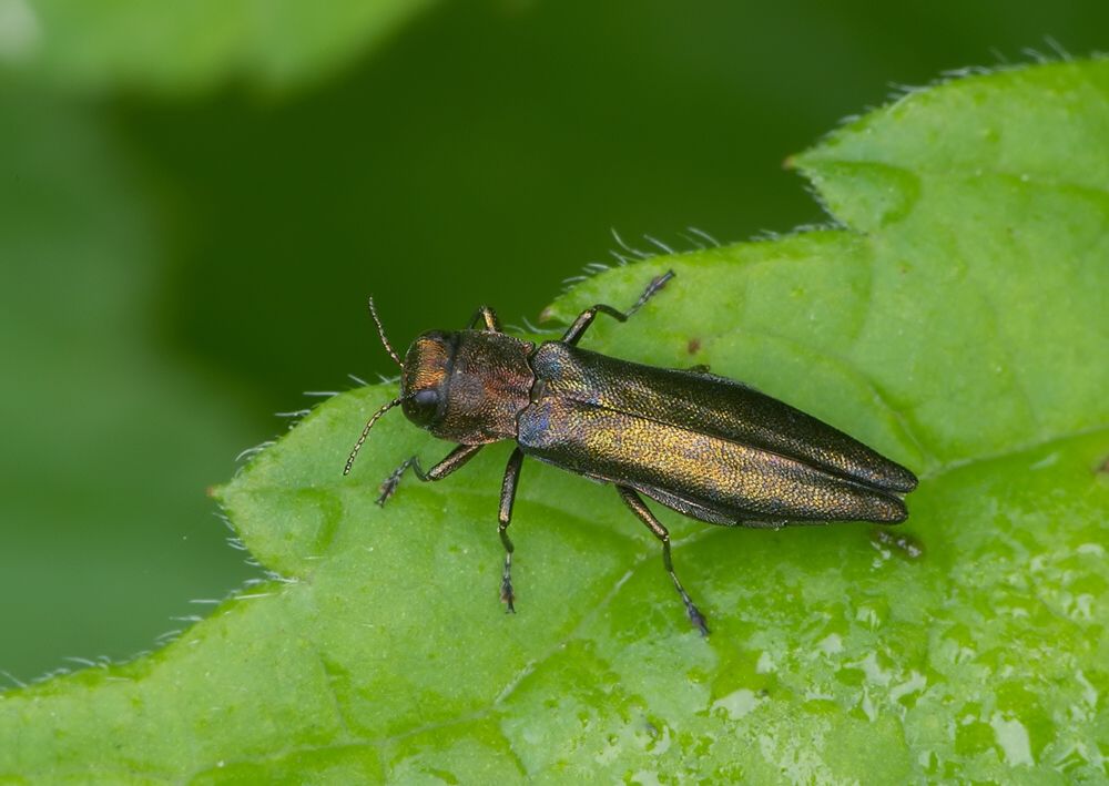 Agrilus viridis