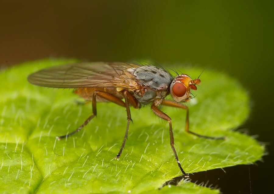 Scoliocentra villosa