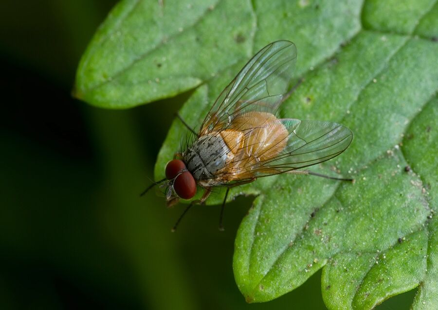 Phaonia rufiventris