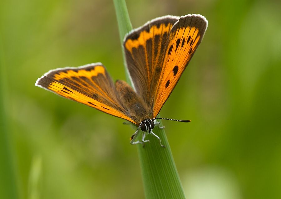 Lycaena dispar