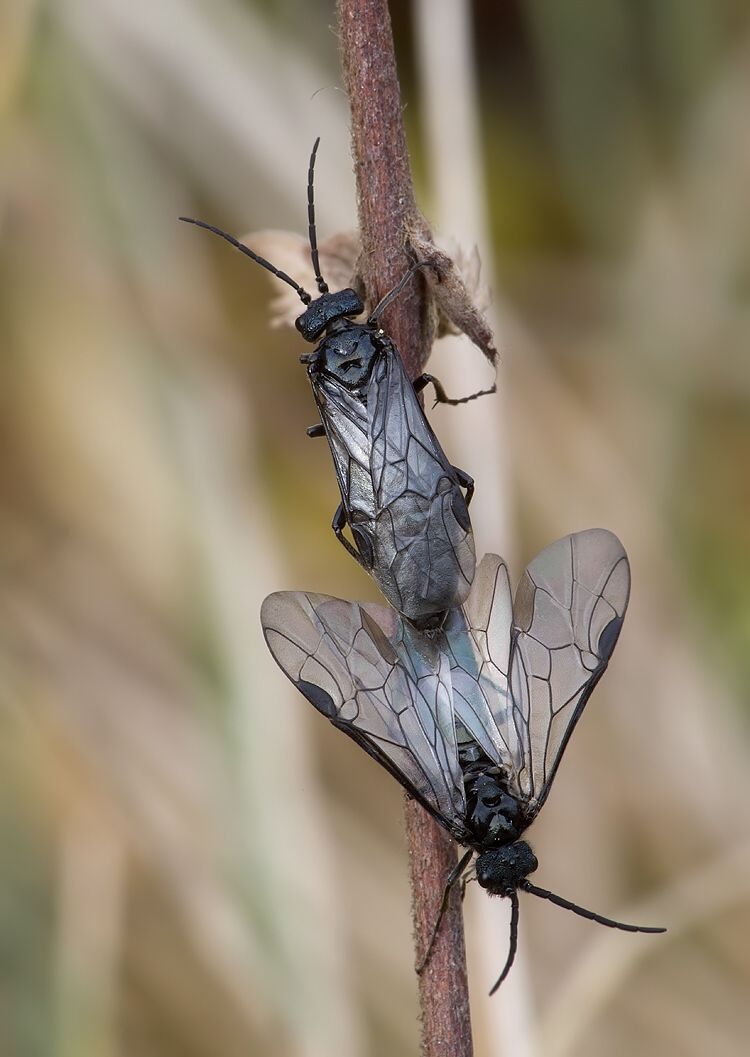 Dolerus nitens